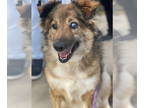 Australian Shepherd Mix DOG FOR ADOPTION RGADN-1176292 - Iza (Blind) -