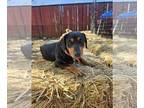 Dachshund Mix DOG FOR ADOPTION RGADN-1224698 - WEENIE - Dachshund / Mixed Dog