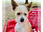 Miniature Schnauzer Mix DOG FOR ADOPTION RGADN-1229351 - Oswego - Miniature