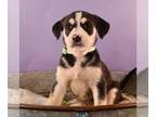 Huskies Mix DOG FOR ADOPTION RGADN-1231952 - Hearts of Gold - Neil Young - Husky