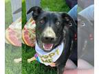 Huskies Mix DOG FOR ADOPTION RGADN-1238946 - Zinnia - Shepherd / Husky / Mixed