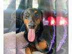 Doberman Pinscher DOG FOR ADOPTION RGADN-1243484 - Delilah - Doberman Pinscher