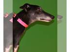 Greyhound DOG FOR ADOPTION RGADN-1243493 - Nick - Greyhound Dog For Adoption