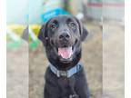 Golden Pyrenees DOG FOR ADOPTION RGADN-1243500 - Teddy - Great Pyrenees / Golden