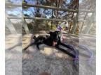 Labrador Retriever Mix DOG FOR ADOPTION RGADN-1243503 - Sully - Labrador