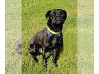 American Pit Bull Terrier Mix DOG FOR ADOPTION RGADN-1243523 - Ghost - Cane