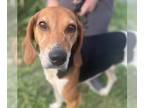 English Foxhound Mix DOG FOR ADOPTION RGADN-1243537 - Wally - Foxhound / Hound /