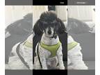Poodle (Miniature) DOG FOR ADOPTION RGADN-1243549 - Ernie OH Jul 23 - In Foster