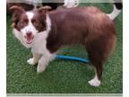 Border Collie DOG FOR ADOPTION RGADN-1243553 - Crimson - Border Collie (medium