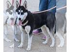 Siberian Husky Mix DOG FOR ADOPTION RGADN-1243581 - Dottie - Siberian Husky /