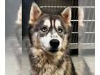 Siberian Husky DOG FOR ADOPTION RGADN-1243584 - Dakota - Siberian Husky (long
