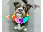 Rat Terrier Mix DOG FOR ADOPTION RGADN-1243590 - Cookie - Rat Terrier / Mixed