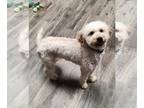 Goldendoodle (Miniature) DOG FOR ADOPTION RGADN-1243603 - Candy Corn - Golden