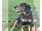 Beagle Mix DOG FOR ADOPTION RGADN-1243616 - Lulu - Beagle / Mixed Dog For