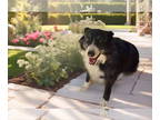 Border Collie DOG FOR ADOPTION RGADN-1243619 - North - Border Collie (medium