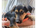 German Shepherd Dog Mix DOG FOR ADOPTION RGADN-1243648 - Thomas Brown - German