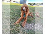 Irish Doodle DOG FOR ADOPTION RGADN-1243652 - Hershey Nov 23 - A Special