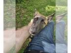 German Shepherd Dog Mix DOG FOR ADOPTION RGADN-1243678 - Polly Anna - MS -
