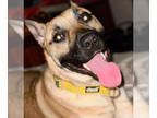 Black Mouth Cur-German Shepherd Dog Mix DOG FOR ADOPTION RGADN-1243689 - MISS