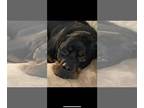 Rottweiler DOG FOR ADOPTION RGADN-1243697 - Nitro/Referral - Rottweiler (medium