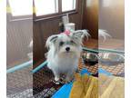 Pomeranian DOG FOR ADOPTION RGADN-1243702 - Tina Turner - Pomeranian (long coat)