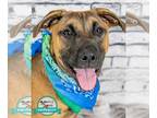 Boxer Mix DOG FOR ADOPTION RGADN-1243725 - Lucas - Shepherd / Boxer / Mixed Dog