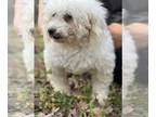 Bichon Frise DOG FOR ADOPTION RGADN-1243737 - Alaina OH Jan 24 - Bichon Frise