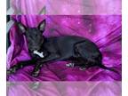 Border Collie Mix DOG FOR ADOPTION RGADN-1243754 - XENA #3 - Border Collie /