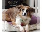 Australian Shepherd Mix DOG FOR ADOPTION RGADN-1243768 - Bryce - Australian