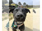 Labrador Retriever Mix DOG FOR ADOPTION RGADN-1243775 - Charlotte - Labrador