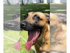 Black Mouth Cur Mix DOG FOR ADOPTION RGADN-1243777 - Hugo Boss - Black Mouth Cur