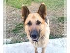German Shepherd Dog Mix DOG FOR ADOPTION RGADN-1243784 - Tyson - German Shepherd