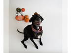 Labradinger DOG FOR ADOPTION RGADN-1243812 - Karlach - Labrador Retriever /