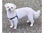 Poodle (Toy) Mix DOG FOR ADOPTION RGADN-1243819 - Roux - Poodle (Toy) /
