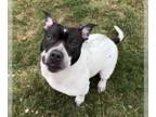 American Pit Bull Terrier Mix DOG FOR ADOPTION RGADN-1243823 - Estelle - Pit