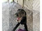 Labrador Retriever Mix DOG FOR ADOPTION RGADN-1243829 - Shadow - Shepherd /
