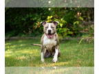 American Pit Bull Terrier DOG FOR ADOPTION RGADN-1243842 - Bea - Pit Bull