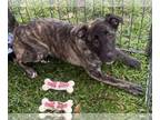 German Shepherd Dog Mix DOG FOR ADOPTION RGADN-1243861 - Wyonna - German