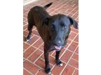 Adopt Cookie a Catahoula Leopard Dog, Labrador Retriever