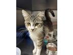 Adopt Winnie a Domestic Short Hair