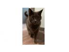 Adopt Precius a Domestic Short Hair
