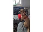 Adopt Masha a Pit Bull Terrier, Labrador Retriever