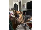 Adopt Rieka a German Shepherd Dog, Mixed Breed