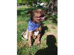 Adopt Freya a Pit Bull Terrier