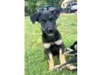 Adopt Daisy a Shepherd, Husky