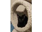 Adopt Curry a Domestic Short Hair