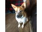 Adopt Gypsy a Cattle Dog