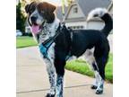 Adopt Everett a Australian Cattle Dog / Blue Heeler
