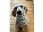 Adopt Tello a Standard Poodle