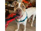 Adopt Blu a German Shorthaired Pointer, Mixed Breed